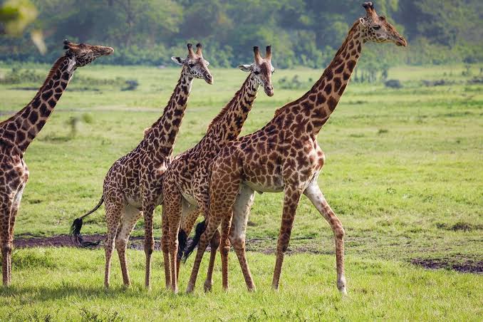 Giraffes walking across the grasslands of Arusha National Park
