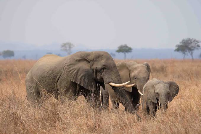 Elephant family walking across the savanna in Mikumi National Park
