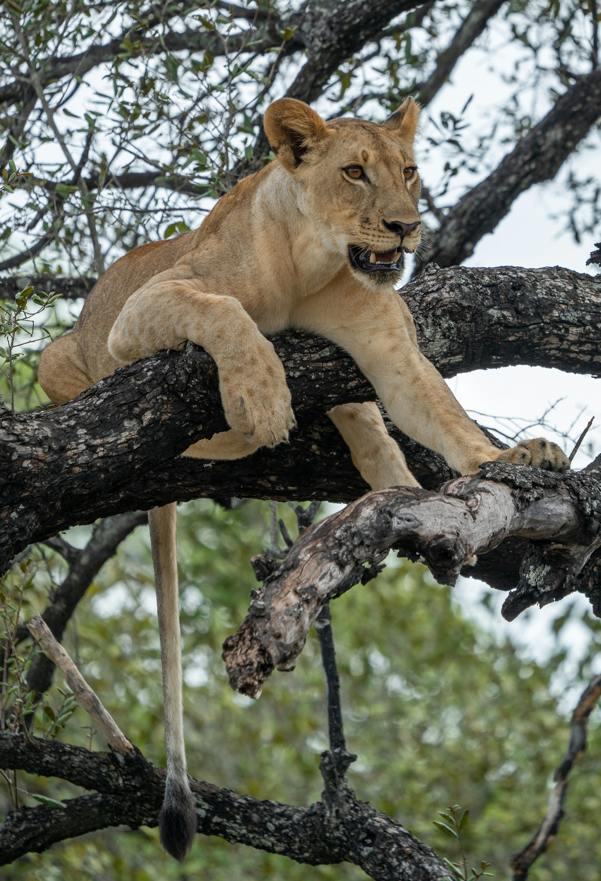 Lion resting on a tree branch at Lake Manyara National Park