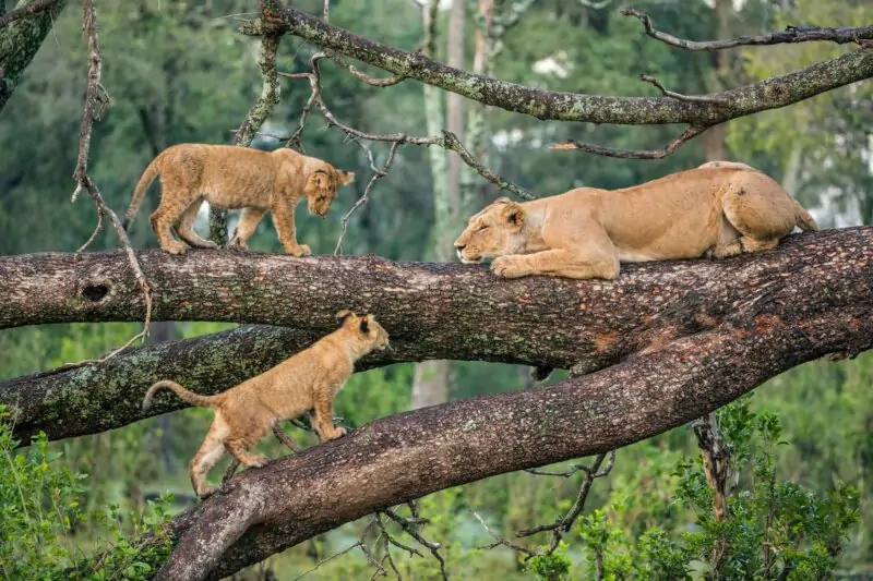 Lake Manyara National Park landscape