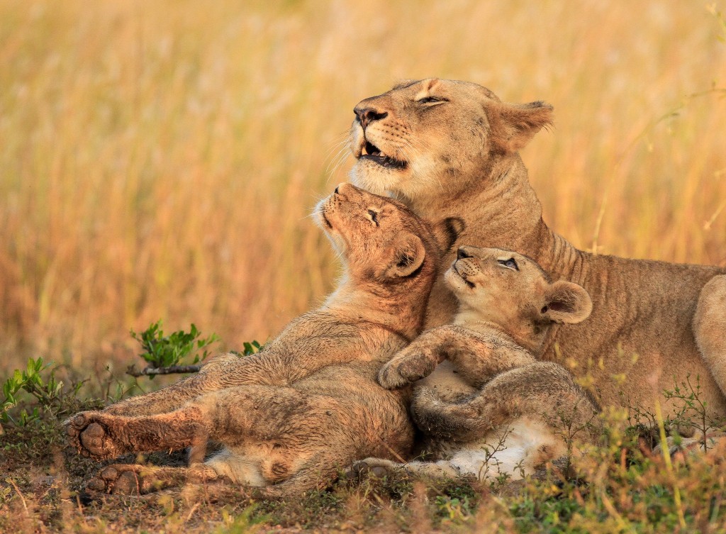 Lioness resting with her cubs in the golden savannah grass
