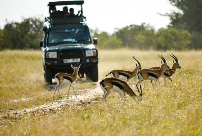 Game drive through the savanna on the northern circuit � Days 2�4
