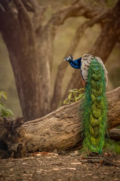 Wildlife at Lake Manyara National Park � Day 2