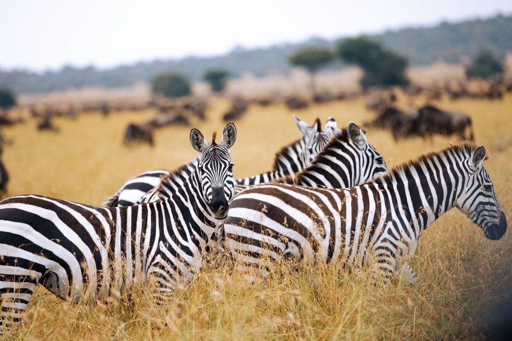 Zebras moving across the Serengeti plains with the migration herds