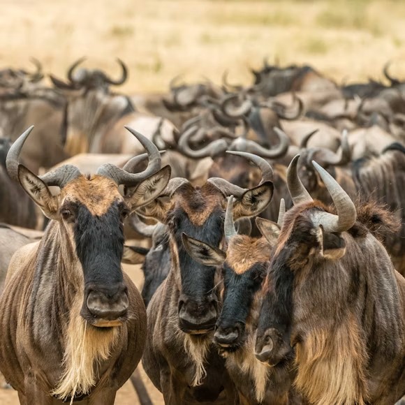Wildebeest herd moving across the Serengeti plains during the Great Migration