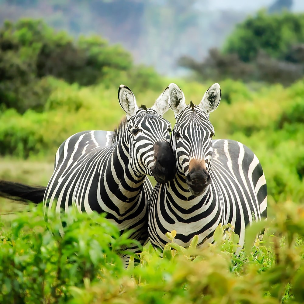 Two zebras standing together on the Serengeti plains