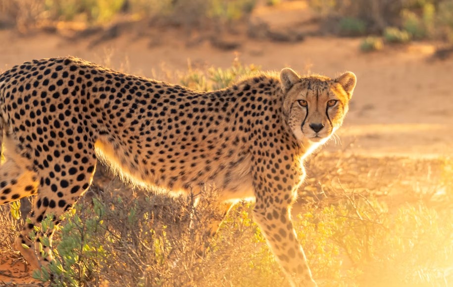 Cheetah on the Serengeti savanna at golden hour