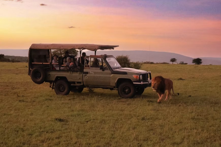 Lion spotted on a luxury game drive in the Serengeti