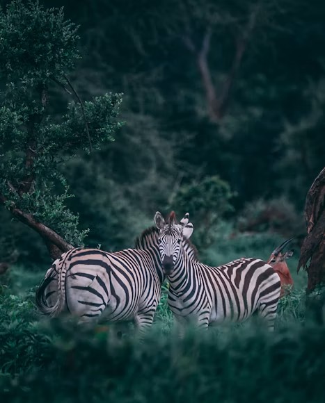 Zebras in the Ngorongoro highlands � Day 6