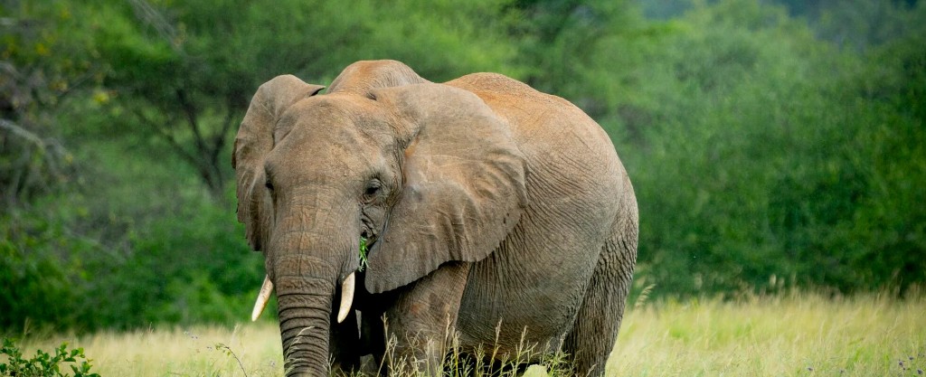 Elephant herd beneath baobab trees in Tarangire National Park