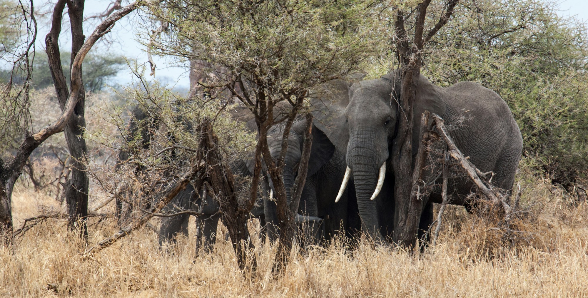 Elephant herd in Tarangire National Park