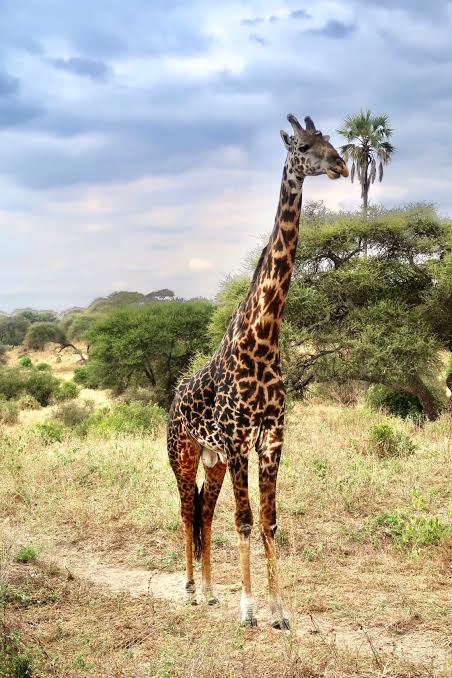 Giraffe standing on the Tarangire savanna