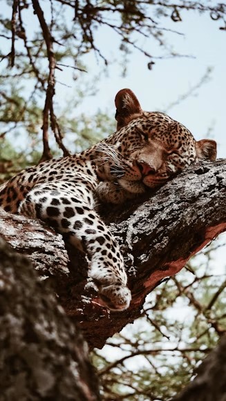 Leopard resting in a tree during a Tarangire game drive