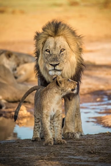 Lion and cub in the Ngorongoro Conservation Area � Day 3