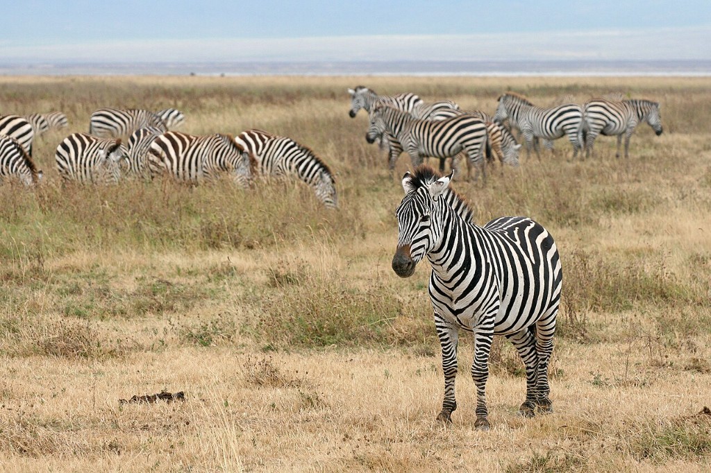 Zebras on the Ngorongoro Crater floor � Day 3