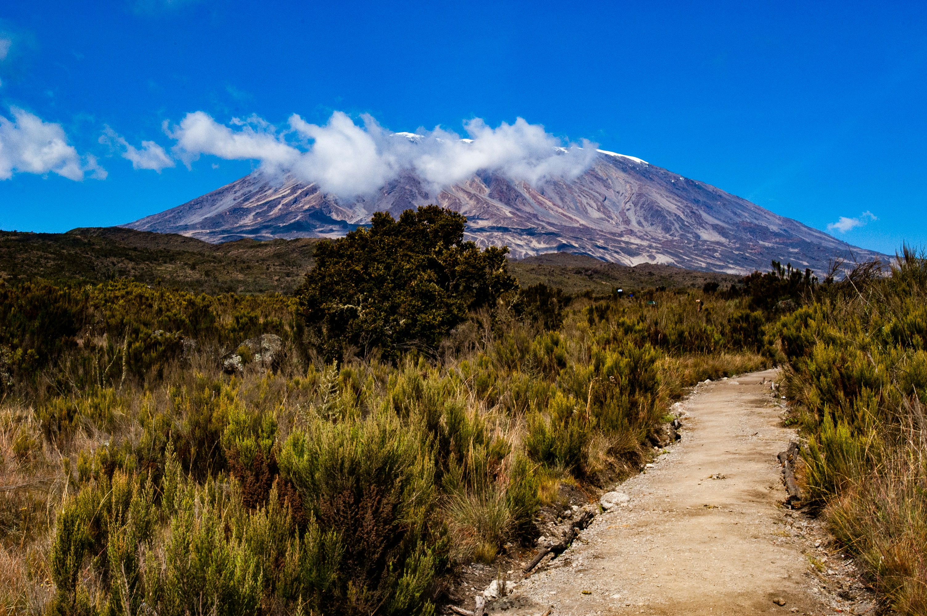 Western rainforest and moorland on the Lemosho Route toward Kilimanjaro