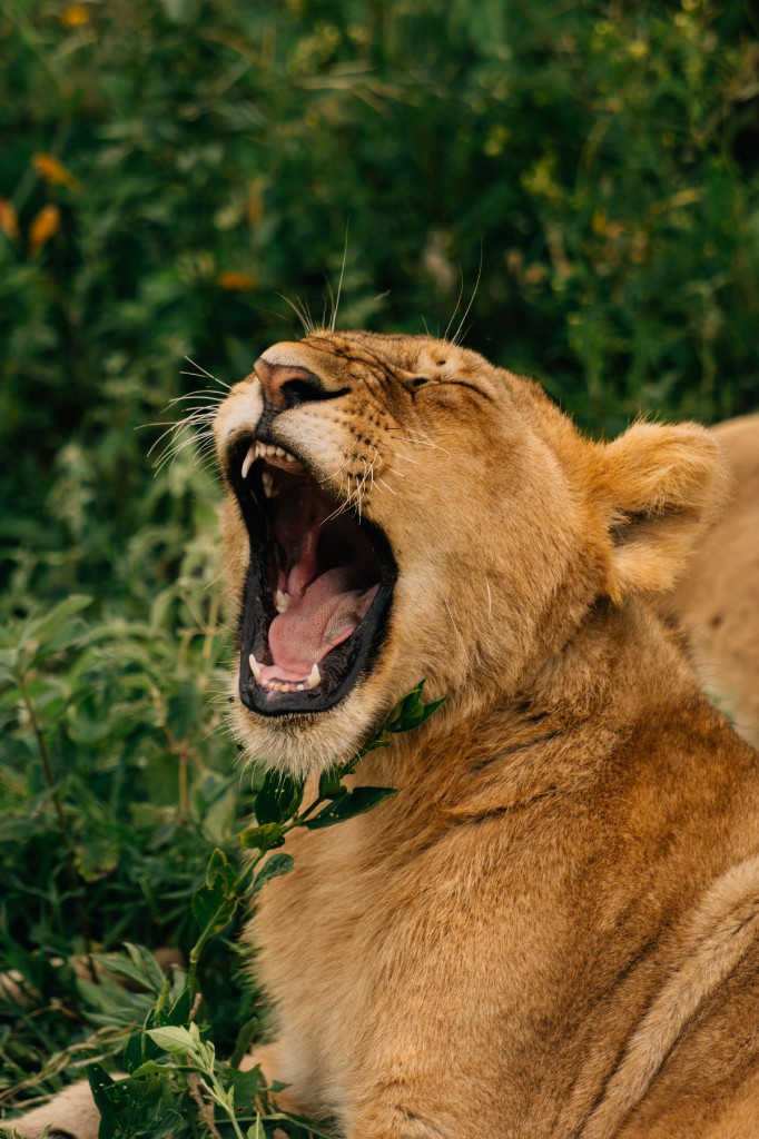 A lioness roaring in the lush green Serengeti grasslands of Tanzania